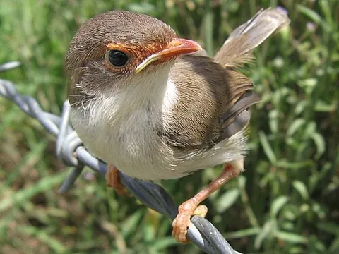 fairy-wren: any of certain small, insectivorous Australian birds, incorporating fourteen members of the family...
