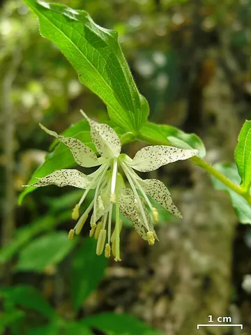 fairybells: any member of the species in the genus Prosartes, especially the species Prosartes lanuginosa...