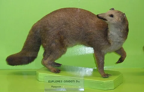 falanouc: a rare mongoose-like euplerid mammal of the species Eupleres goudotii, of Madagascar
