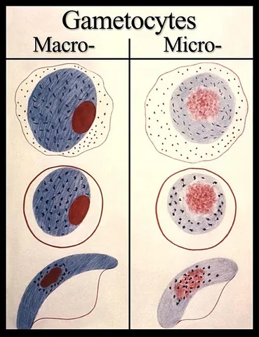 falciparum: the parasitic protozoan Plasmodium falciparum that causes falciparum malaria
