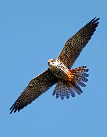 falcon: any bird of the genus Falco, all of which are birds of prey