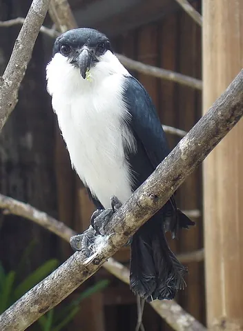 falconet: a small or young falcon