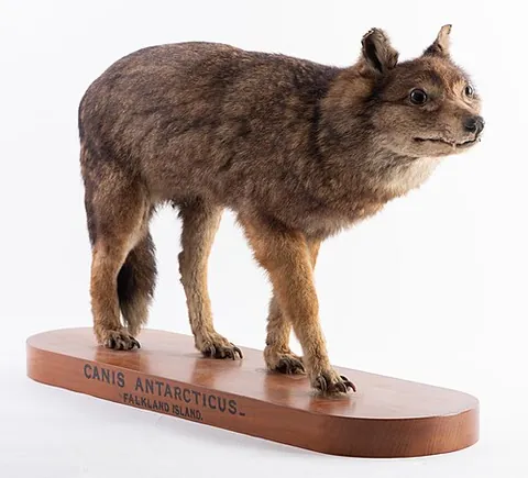 falkland islands wolf: a warrah, an extinct canid of species †Dusicyon australis