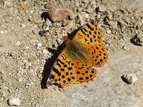 falklands fritillary: a butterfly found in the Falkland Islands, of species (Yramea cytheris)
