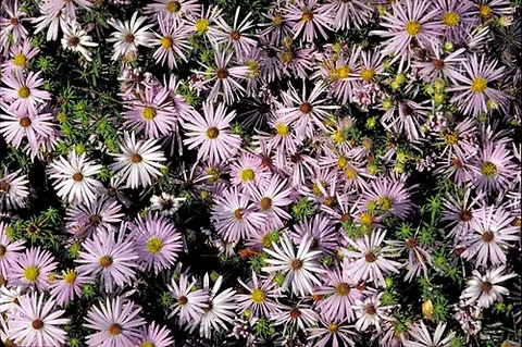 fall aster: symphyotrichum oblongifolium, a plant native to parts of central and eastern United States formerly...