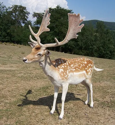 fallow deer: a ruminant mammal of the genus Dama belonging to the family Cervidae