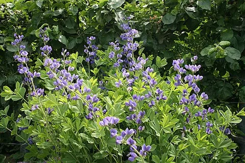 false blue indigo: blue wild indigo (Baptisia australis), native to central and eastern North America