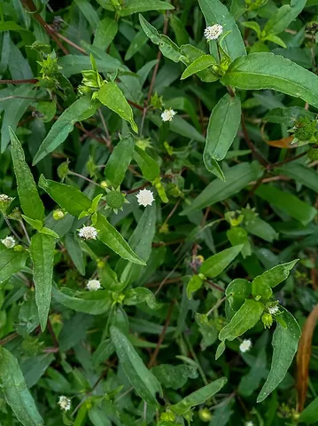 false daisy: a plant of the species Eclipta prostrata (syn. Eclipta alba), the most common species of eclipta