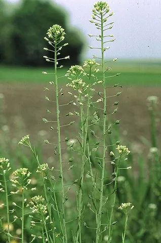 false flax: any of the several flowering plants of the genus Camelina, especially Camelina sativa, which is...