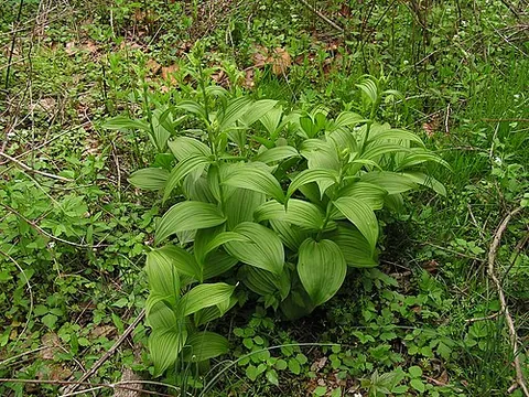 false hellebore: any plant in the genus Veratrum