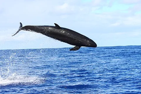false killer whale: a dolphin of species Pseudorca crassidens, one of the larger dolphin species