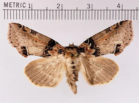 false owlet moth: any moth of the subfamily Thyatirinae, resembling moths of the family Noctuidae