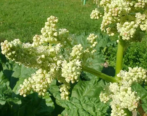 false rhubarb: a plant, (Rheum rhaponticum), whose appearance is somewhat like rhubarb