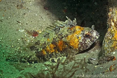 false scorpionfish: centrogenys vaigiensis, the only described species in the family Centrogenyidae, which very closely...