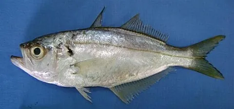 false trevally: a fish of the species Lactarius lactarius