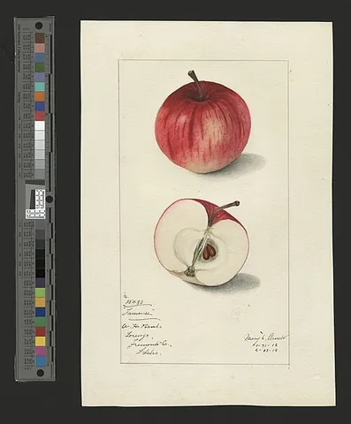 fameuse: a kind of sweet red apple originating in Canada