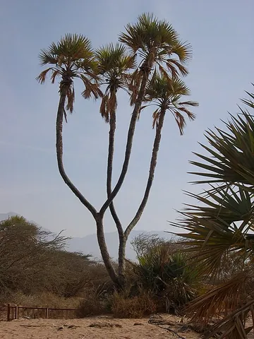 fan palm: any of several different kinds of palms (Arecaceae) in various genera with leaves that are...