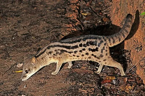 fanaloka: a Malagasy carnivoran (euplerid) of species (Fossa fossana), also known as a Malagasy civet