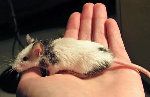 fancy mouse: a domesticated mouse, usually a house mouse (Mus musculus), common as a pet