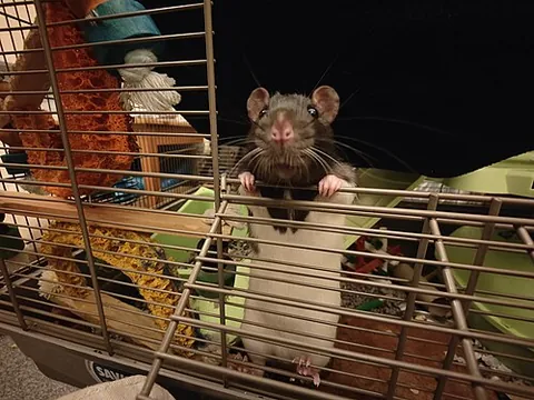 fancy rat: a domesticated brown rat (Rattus norvegicus), common as a pet