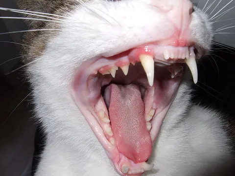 fang: a long, pointed canine tooth used for biting and tearing flesh