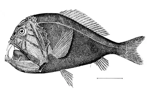 fangtooth: a beryciform fish of the monotypic family Anoplogastridae, with long sharp teeth