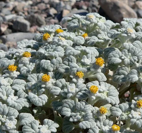 fanleaf: any member of Psathyrotes, a genus of North American desert plants, brittlestems