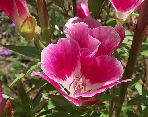 farewell-to-spring: a wildflower of western North America, Clarkia amoena, that blooms in late spring and early summer