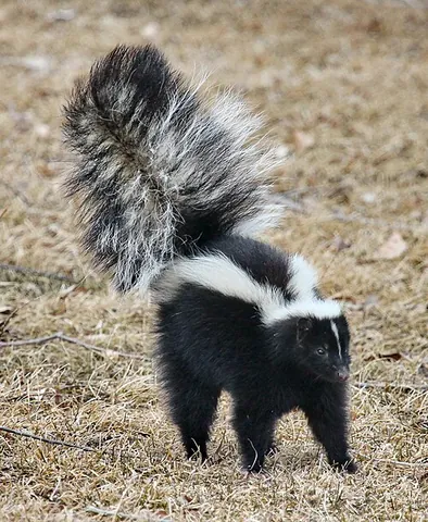 fart squirrel: a skunk