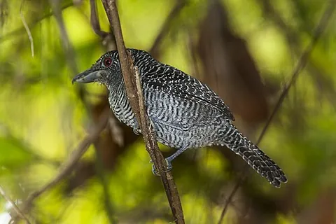 fasciated antshrike: a passerine bird of the antbird family, in species Cymbilaimus lineatus (formerly Lanius lineatus)