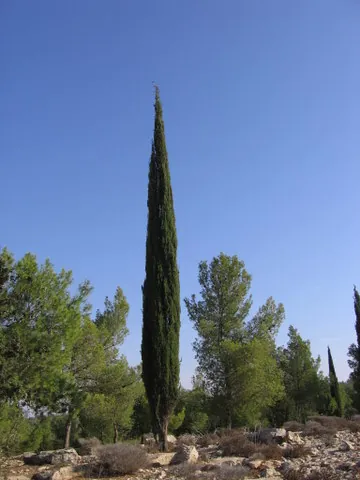 fastigiate: erect and parallel