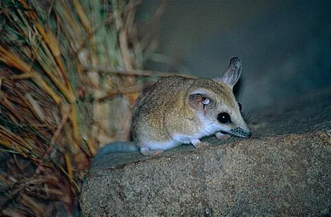 fat-tailed dunnart: a small carnivorous marsupial, Sminthopsis crassicaudata, native to Australia
