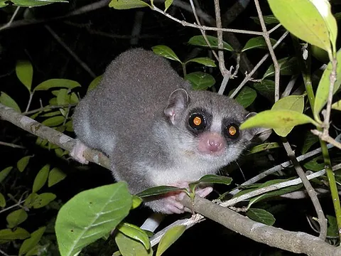 fat-tailed dwarf lemur: cheirogaleus medius, one of the smallest primates, native to Madagascar, the only primate known to...