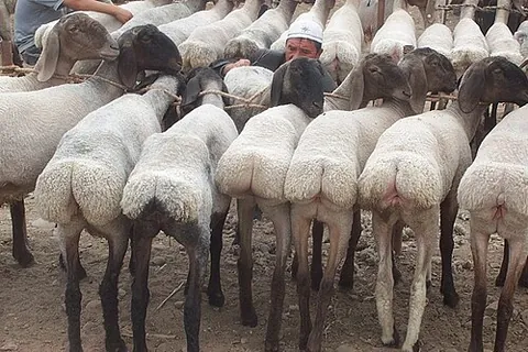 fat-tailed sheep: a domestic sheep of a variety known for its distinctive large tail and hindquarters, found mainly...