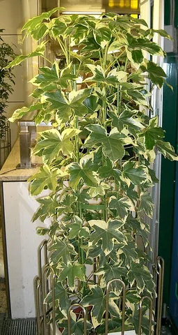 fatshedera: a hybrid of flowering plants of the genera Fatsia and Hedera (× Fatshedera)