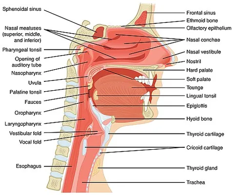 fauces: the narrow passage from the mouth to the pharynx, situated between the soft palate and the base of...