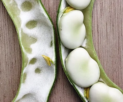 fava bean: an edible bean (Vicia faba) native to Africa and Southwest Asia with a long tradition of cultivation