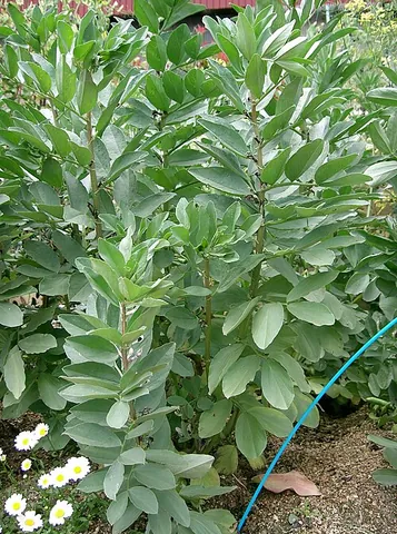 fava: a fava bean; a bean (seed or seed pod) of plants of species Vicia faba or the plant itself