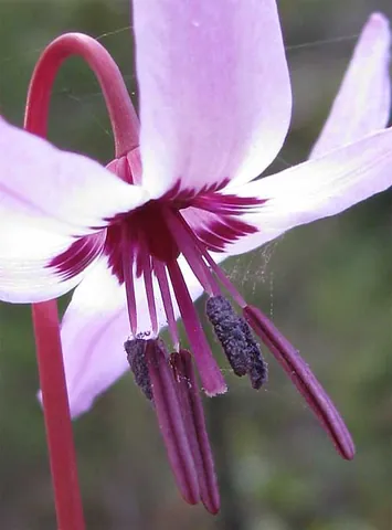 fawn lily: any of various plants in the Liliaceae genus Erythronium, also called trout lily and dog's tooth...