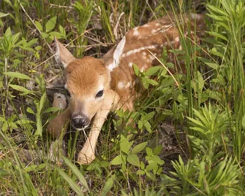 fawn: a young deer