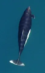 dall's porpoise: phocoenoides dalli, a porpoise endemic to the North Pacific