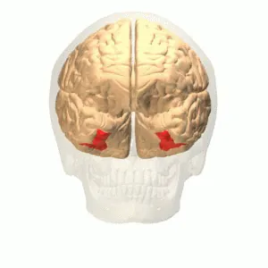 v4α: a subdivision of the human color center, located in the anterior fusiform gyrus, that works...