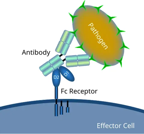 fc receptor: a protein found on the surface of certain immune and blood cells that binds to antibodies attached...