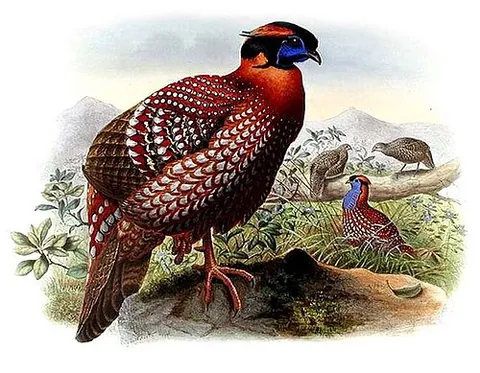 temminck's tragopan: a species of pheasant, Tragopan temminckii