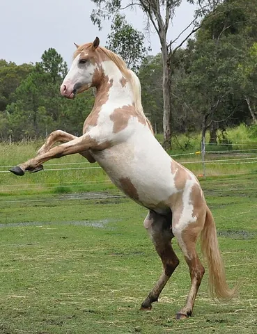 feague: to increase the liveliness of a horse by inserting an irritant, such as a piece of peeled raw...
