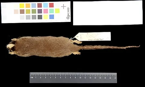 feather-tailed possum: a possum of the species Distoechurus pennatus, native to New Guinea