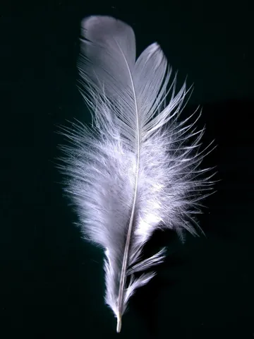 feather: a branching, hair-like structure that grows on the bodies of birds, used for flight, swimming,...