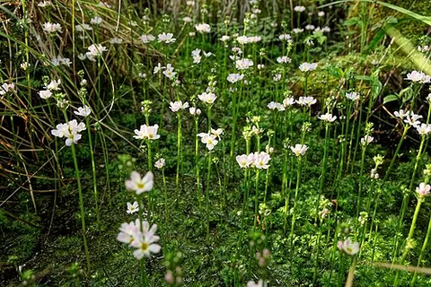 featherfoil: an aquatic plant (Hottonia palustris) with finely divided leaves