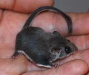 feathertail glider: an eastern Australian-native marsupial of the species Acrobates pygmaeus
