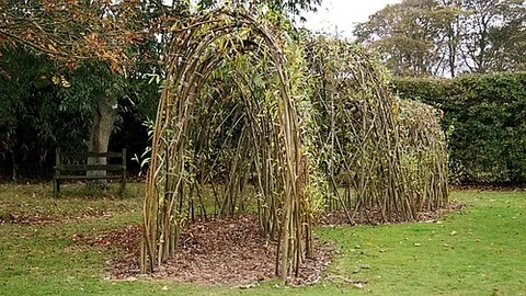 fedge: a fence made up of living plants, especially willow, thus somewhat resembling a hedge